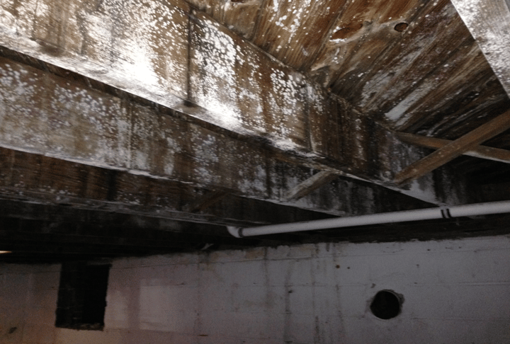 Mold Cleanup & Remediation